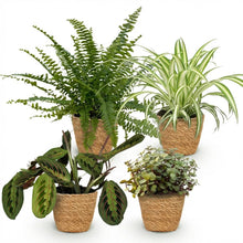 Kamerplant - Mix van 4 Huisdiervriendelijke Planten (Chlorophytum, Maranta, Callisia, Nephrolepis) - Pot Ø 12cm Hoogte ↕ 25cm