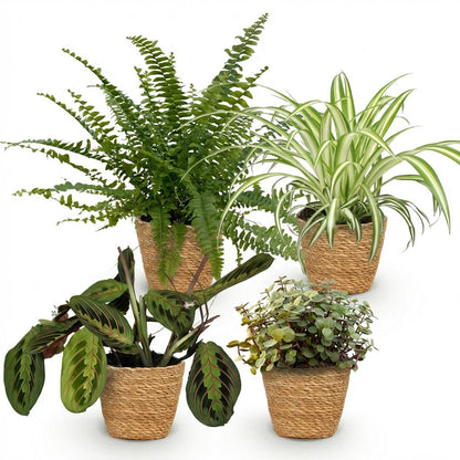 Kamerplant - Mix van 4 Huisdiervriendelijke Planten (Chlorophytum, Maranta, Callisia, Nephrolepis) - Pot Ø 12cm Hoogte ↕ 25cm