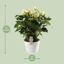 Kamerplant - Anthurium White Champion - Pot Ø 21cm Hoogte ↕ 65cm