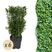 Buitenplant 6x Buxus sempervirens - Haagplant - Pot Ø 17cm Hoogte ↕ 45cm