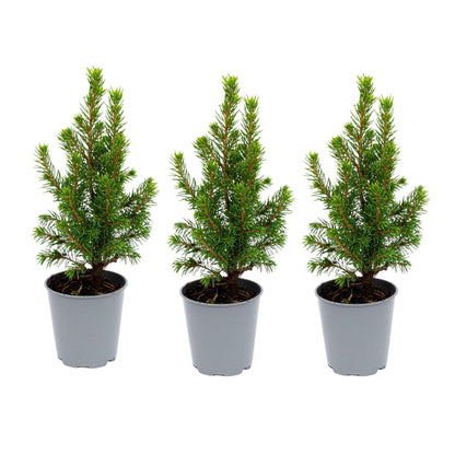 Buitenplant 3x Picea glauca 'Perfecta' - Mini-kerstboom - Pot Ø 6cm Hoogte ↕ 15-20cm