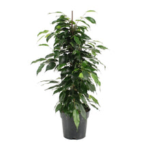 Kamerplant - Ficus Benjamina Danielle - Pot Ø 17cm Hoogte ↕ 70cm