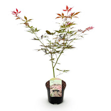Buitenplant - Acer palmatum 'Sumi-nagashi' - Japanse Esdoorn - Pot Ø 19cm Hoogte ↕ 70cm