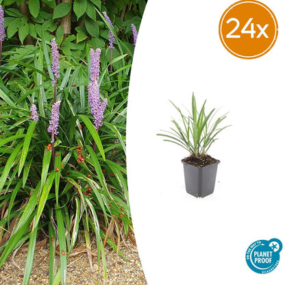 Buitenplant 24x Liriope muscari 'Ingwersen' - Pot Ø 9cm Hoogte ↕ 10-25cm