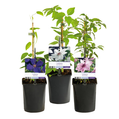 Buitenplant 3x Clematis Tricolour - Bloeiend - Pot Ø 11cm Hoogte ↕ 40cm