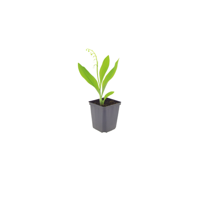 Buitenplant 24x Convallaria majalis - Bloeiend - Pot Ø 9cm Hoogte ↕ 10-25cm