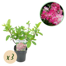 Buitenplant 3x Hydrangea panniculata 'Pink Diamond' - Bloeiend - Pot Ø 17cm Hoogte ↕ 50cm