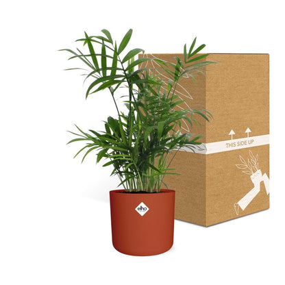 Kamerplant - Chamaedorea - Luchtzuiverend - Pot Ø 14cm