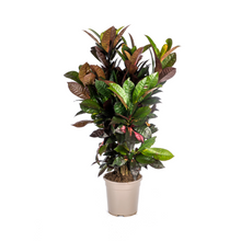 Kamerplant - Codiaeum 'Croton' Iceton - Pot Ø 24cm Hoogte ↕ 80-100cm
