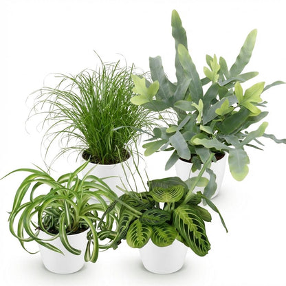 Kamerplant 4x Mix Chlorophytum, Cyperus, Phlebodium & Marantha - Pot Ø 12cm Hoogte ↕ 25cm