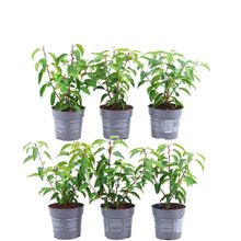 Buitenplant 6x Prunus lusitanica 'Angustifolia' - Winterhard - Haagplant 1 meter