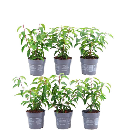 Buitenplant 6x Prunus lusitanica 'Angustifolia' - Winterhard - Haagplant 1 meter