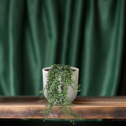 Kamerplant - Hedera Helix Pitsburg - Hangplant XXL - Pot Ø 24cm