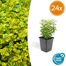 Buitenplant 24x Euonymus fort. 'Emerald 'n Gold' - Groenblijvend - Pot Ø 9cm Hoogte ↕ 10-25cm