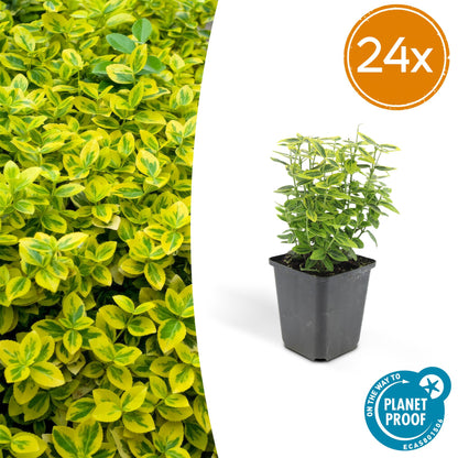 Buitenplant 24x Euonymus fort. 'Emerald 'n Gold' - Groenblijvend - Pot Ø 9cm Hoogte ↕ 10-25cm