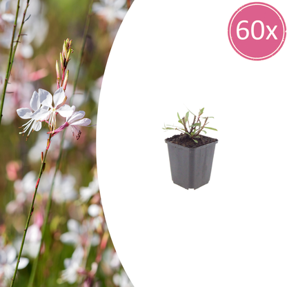 Buitenplant 60x Gaura l. 'Whirling Butterflies' - Bloeiend - Pot Ø 9cm Hoogte ↕ 10-25cm