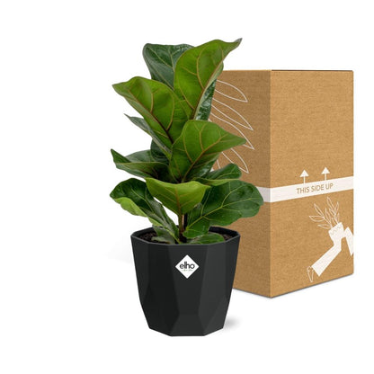 Kamerplant - Ficus Lyrata 'Bambino' - Pot Ø 14cm