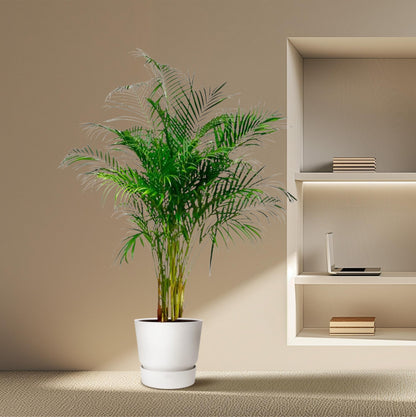 Kamerplant - Dypsis Lutescens (Areca Palm) - Hoogte ↕ 12-230cm