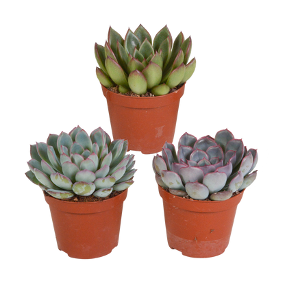 Kamerplant 3x Echeveria Mix - Pot Ø 8.5cm