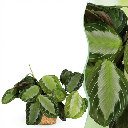 Kamerplant - Maranta Fascinator Silverband - Gebedsplant - Pot Ø 12cm Hoogte ↕ 25cm