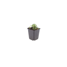Buitenplant 12x Geranium cin. 'Ballerina' - Bloeiend - Pot Ø 9cm Hoogte ↕ 10-25cm