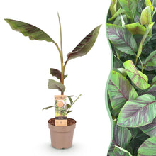 Buitenplant - Musa Ever Red - Winterhard - Pot Ø 21cm Hoogte ↕ 70-90cm