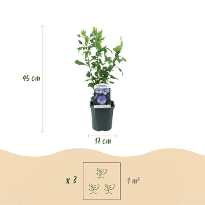 Buitenplant - Hibiscus syriacus 'Oiseau Blue' - Bloeiend - Pot Ø 17cm Hoogte ↕ 45cm