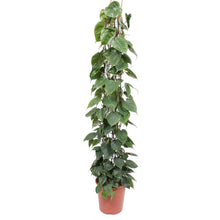 Kamerplant - Philodendron Scandens op gaasrek - Pot Ø 27cm Hoogte ↕ 160cm