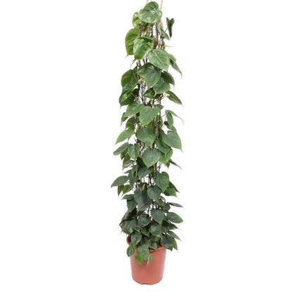 Kamerplant - Philodendron Scandens op gaasrek - Pot Ø 27cm Hoogte ↕ 160cm