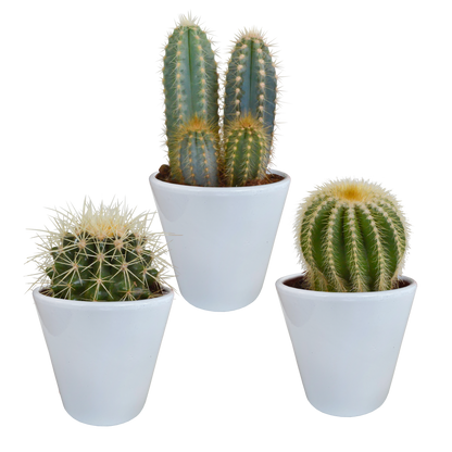 Kamerplant 3x Cactus mix - Inclusief witte sierpot - Pot Ø 8.5cm