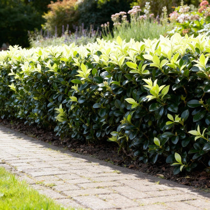 Buitenplant 8x Euonymus japonica 'Paloma Blanca' - Haagplant - Pot Ø 9cm Hoogte ↕ 30-35cm
