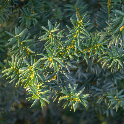 Buitenplant 6x Taxus media 'Hilii' - Haagplant - Pot Ø 17cm Hoogte ↕ 60cm
