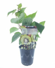 Buitenplant - Actinidia Jenny - Pot Ø 12cm Hoogte ↕ 30cm