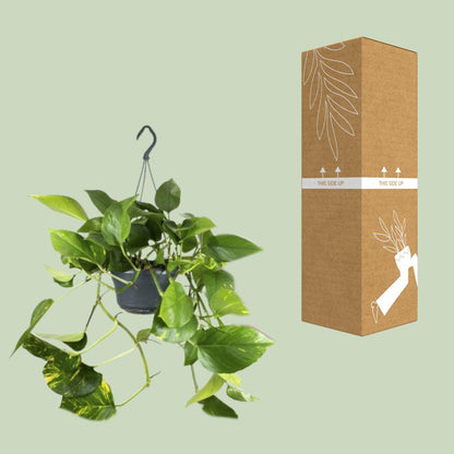 Kamerplant - Epipremnum Aureum - Pot Ø 15cm Hoogte ↕ 25cm
