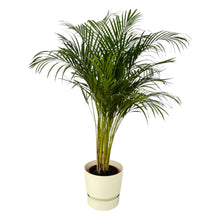 Kamerplant - Areca Palm - Pot Ø 24cm Hoogte ↕ 130cm