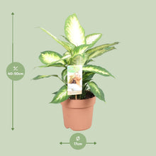 Kamerplant - Dieffenbachia Camilla - Pot Ø 17cm Hoogte ↕ 45cm