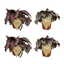 Kamerplant 4x Begonia Rex - Magma en Odissi - Pot Ø 12cm Hoogte ↕ 25cm