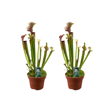 Kamerplant 2x Sarracenia Judith Hindle - Pot Ø 12cm Hoogte ↕ 30cm