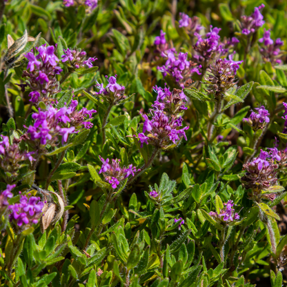 Buitenplant 6x Thymus serpyllum - Aromatisch - Pot Ø 9cm Hoogte ↕ 10-25cm