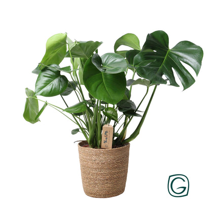 Kamerplant - Monstera Deliciosa in Mand - Pot Ø 21cm Hoogte ↕ 60cm