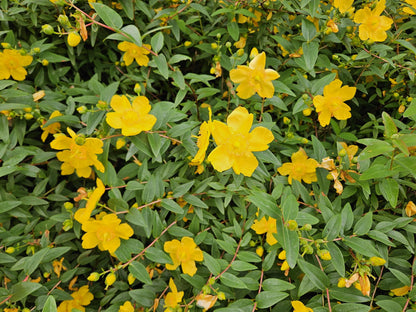 Buitenplant 48x Hypericum dummeri 'Peter Dummer' - Bloeiend - Pot Ø 9cm Hoogte ↕ 10-25cm