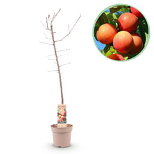 Buitenplant - Prunus domestica 'Victoria' - Fruitboom - Pot Ø 21cm Hoogte ↕ 90cm