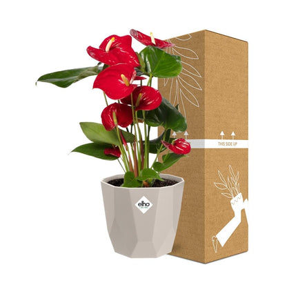 Kamerplant - Anthurium Red - Bloeiend - Pot Ø 12cm