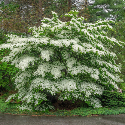 Buitenplant - Cornus florida - Bloeiend - Pot Ø 12cm Hoogte ↕ 35cm