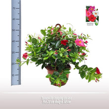 Buitenplant - Sundaville Hanging Basket Tricolor - Bloeiend - Pot Ø 25cm Hoogte ↕ 50cm