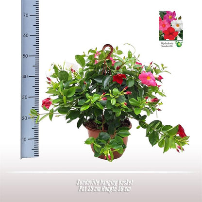 Buitenplant - Sundaville Hanging Basket Tricolor - Bloeiend - Pot Ø 25cm Hoogte ↕ 50cm