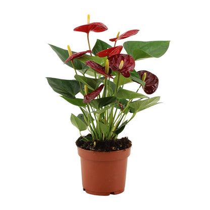 Kamerplant - Anthurium Calon - Pot Ø 12cm Hoogte ↕ 36cm