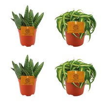 Kamerplant 4x Aloe Paradisicum & Chlorophytum Bonnie - Pot Ø 10.5cm Hoogte ↕ 10cm