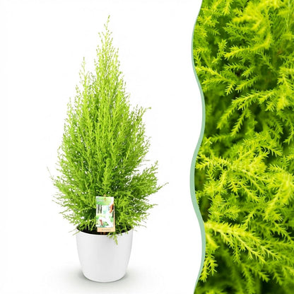 Kamerplant - Cupressus Gold Crest Wilma - Pot Ø 21cm Hoogte ↕ 85-95cm