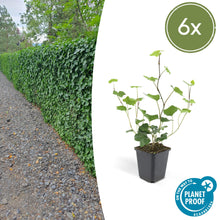 Buitenplant 6x Hedera Hibernica - Klimplant - Pot Ø 9cm Hoogte ↕ 10-25cm